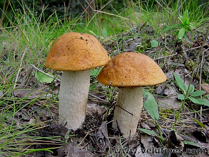  Leccinum albostipitatum 