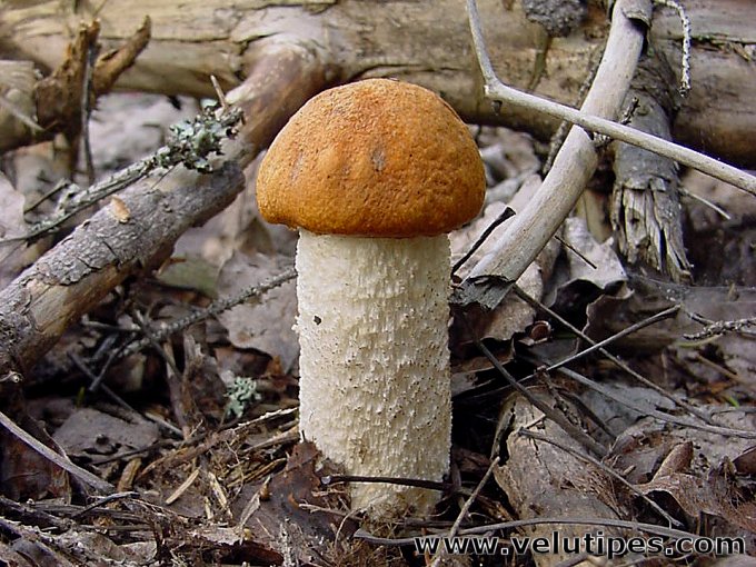  Leccinum albostipitatum 
