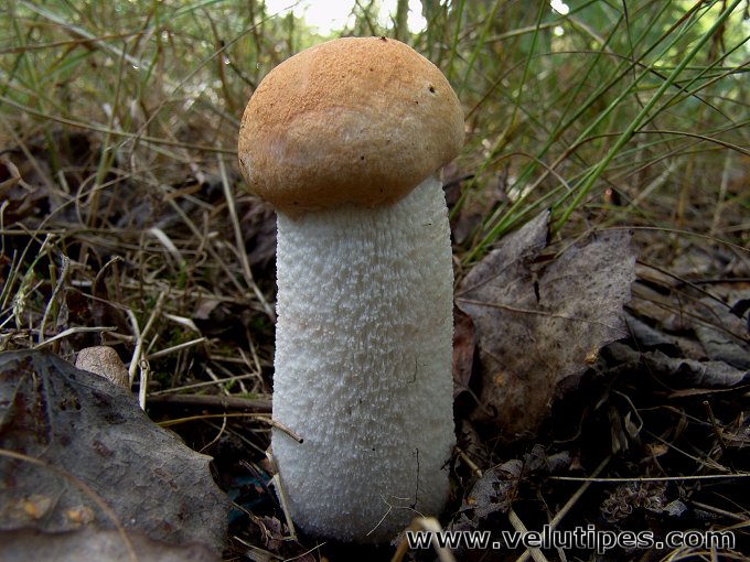  Leccinum albostipitatum 