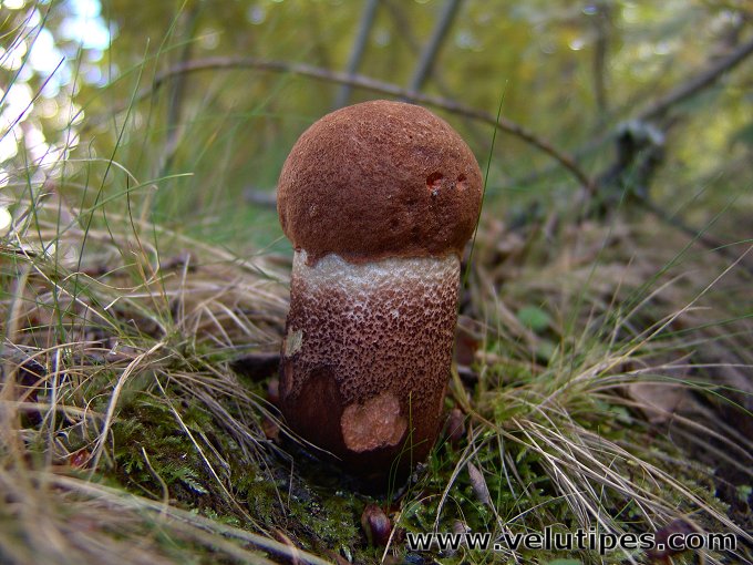 Leccinum aurantiacum