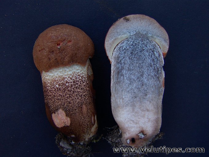 Leccinum aurantiacum