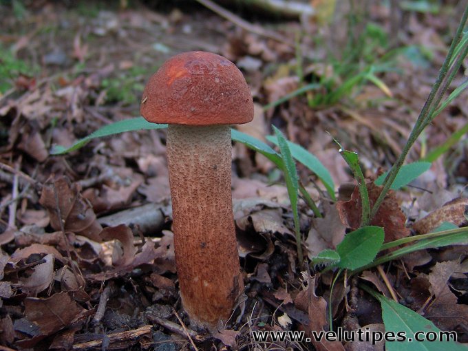 Leccinum aurantiacum