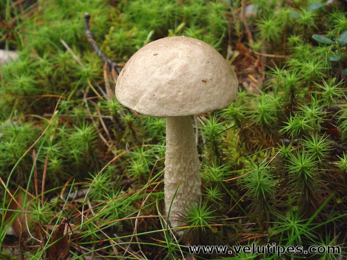 Leccinum niveum