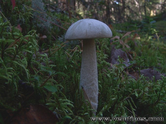 Leccinum niveum