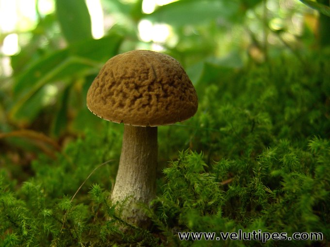 Leccinum pseudoscabrum