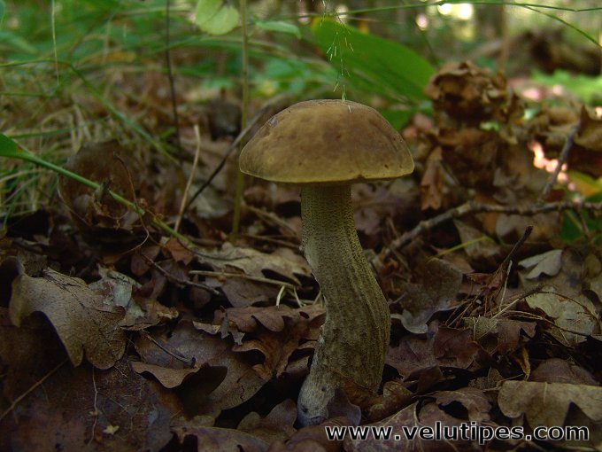 Leccinum pseudoscabrum