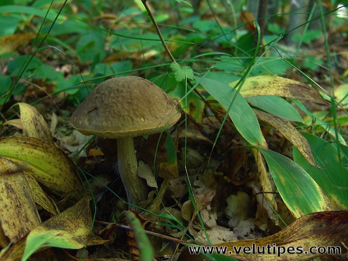 Leccinum pseudoscabrum