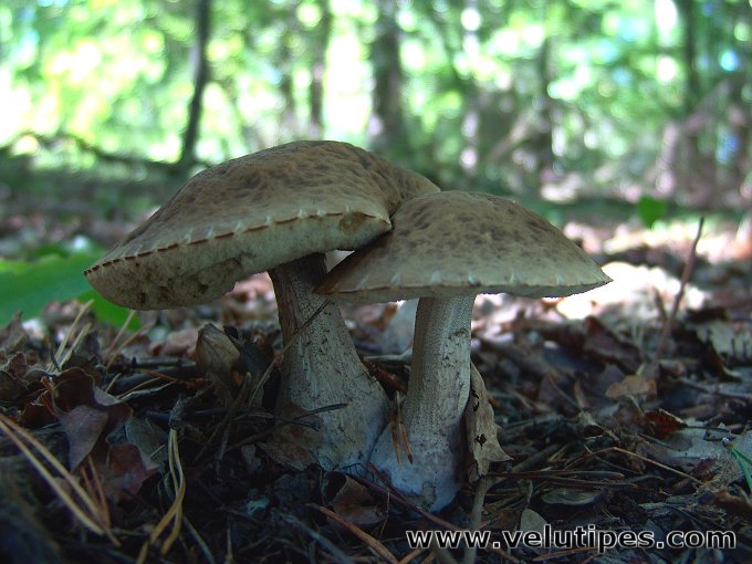 Leccinum pseudoscabrum