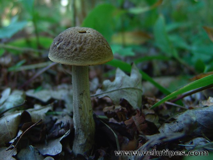 Leccinum pseudoscabrum