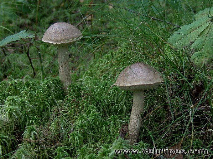 Leccinum schistophilum