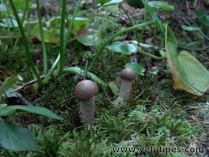 Leccinum schistophilum