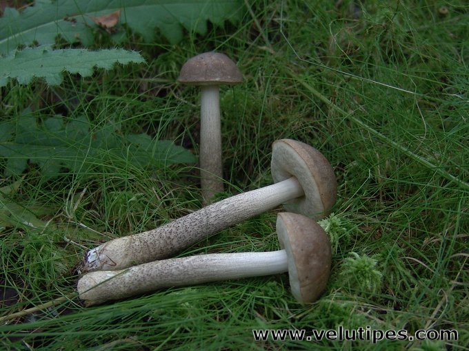 Leccinum schistophilum
