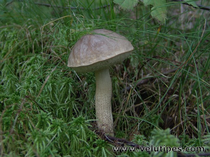 Leccinum schistophilum
