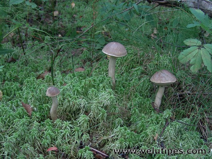 Leccinum schistophilum