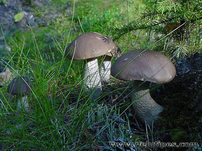  Leccinum sp. 