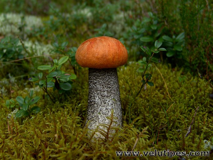  Leccinum versipelle 