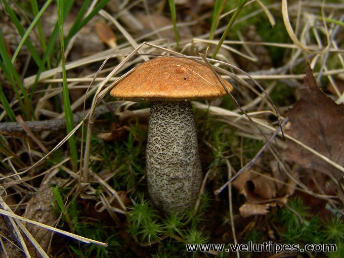  Leccinum versipelle 