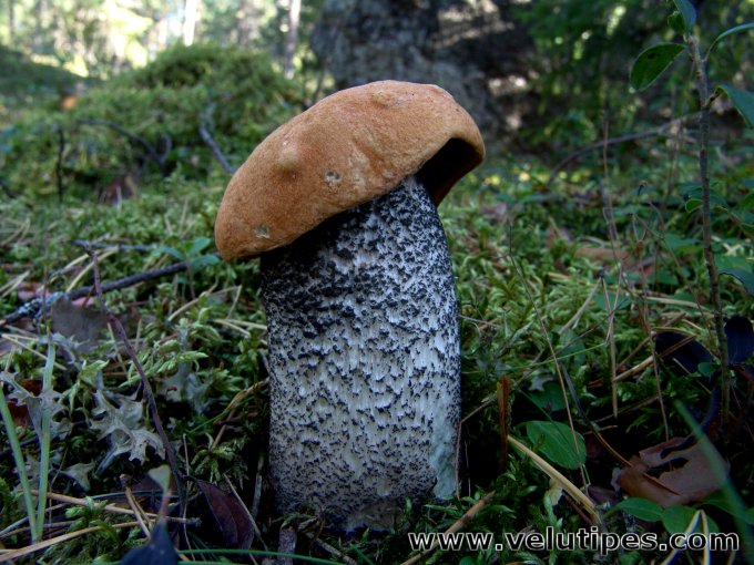  Leccinum versipelle 