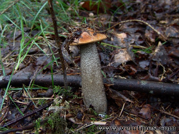  Leccinum versipelle 