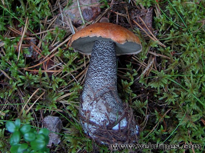  Leccinum versipelle 