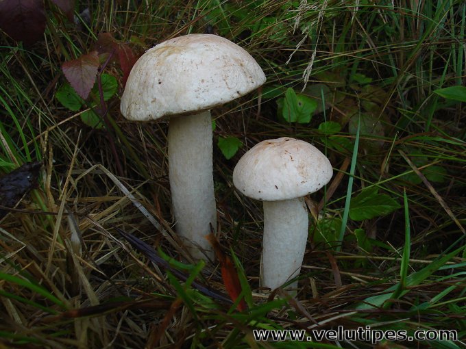 Leccinum versipelle var.