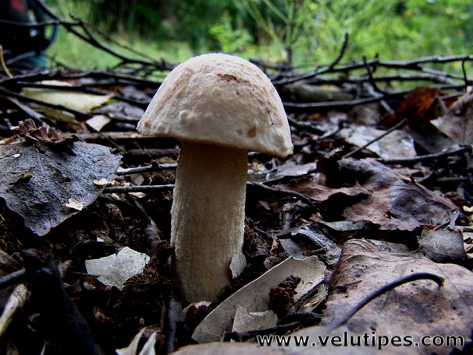 Leccinum versipelle var.