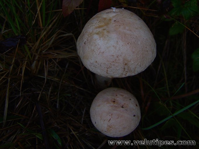 Leccinum versipelle var.