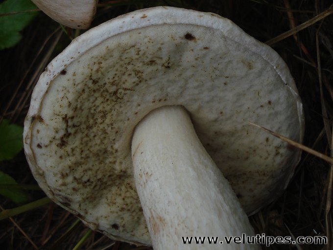 Leccinum versipelle var.
