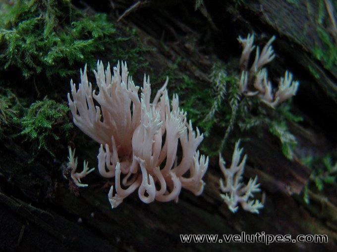 Lentaria byssiseda