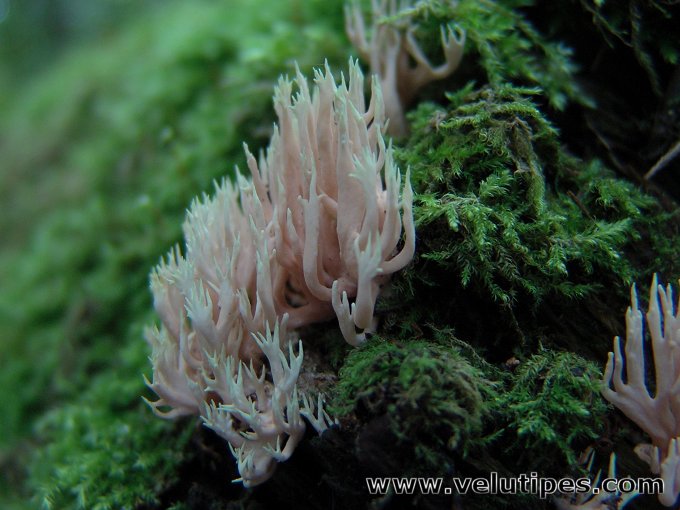 Lentaria byssiseda