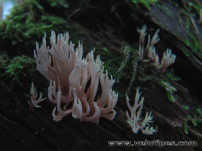 Lentaria byssiseda