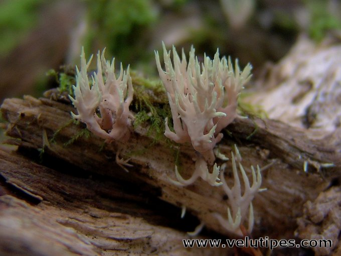 Lentaria byssiseda