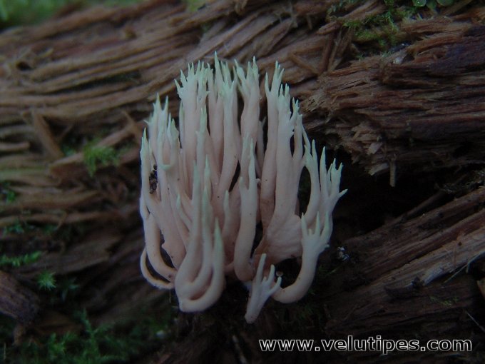 Lentaria byssiseda