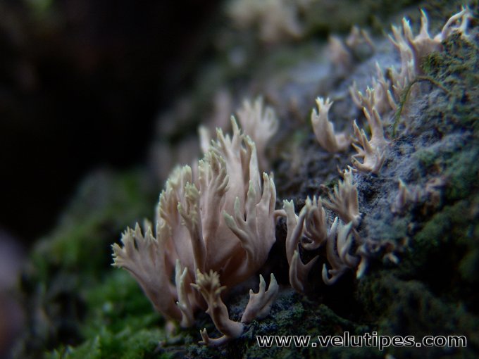 Lentaria byssiseda