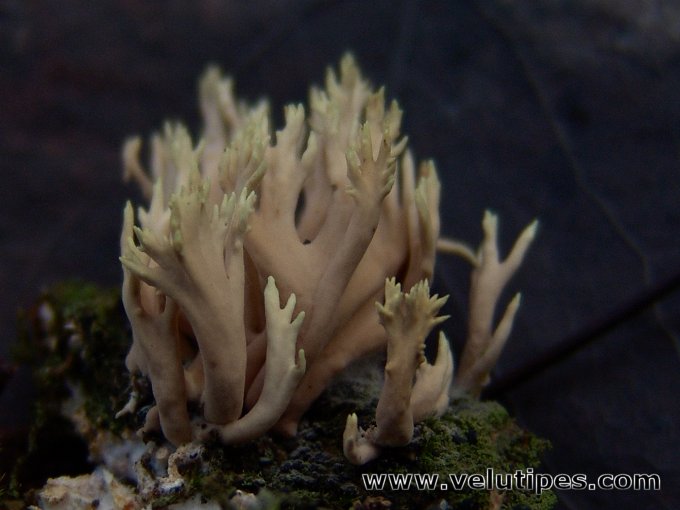 Lentaria byssiseda