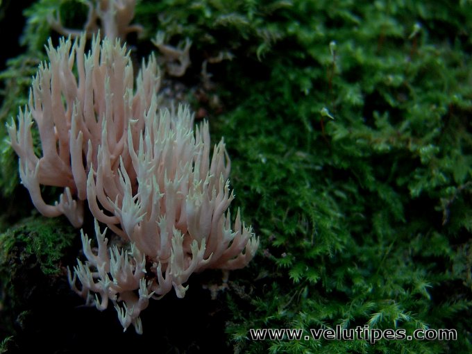 Lentaria byssiseda