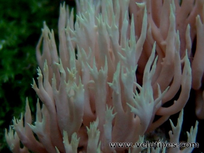 Lentaria byssiseda