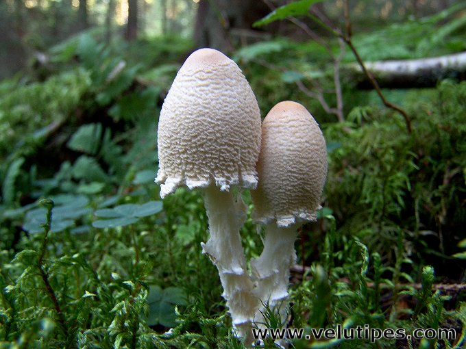 Lepiota clypeolaria