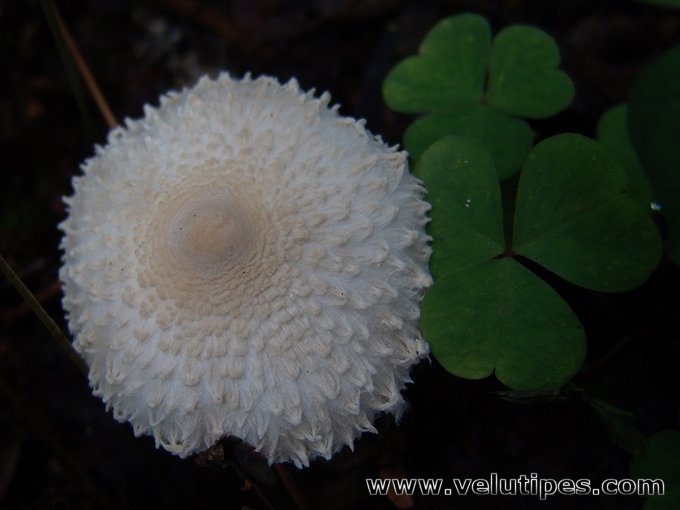 Lepiota clypeolaria