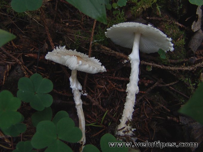 Lepiota clypeolaria
