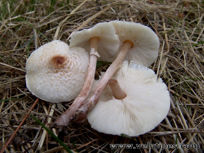  Lepiota cristata 