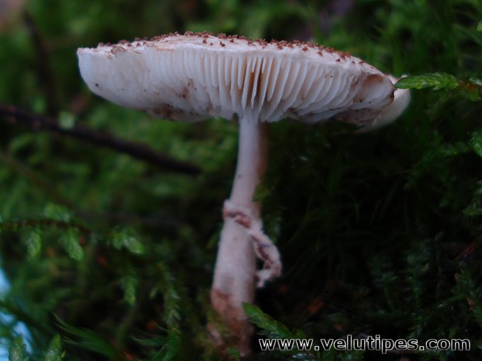 Lepiota felina