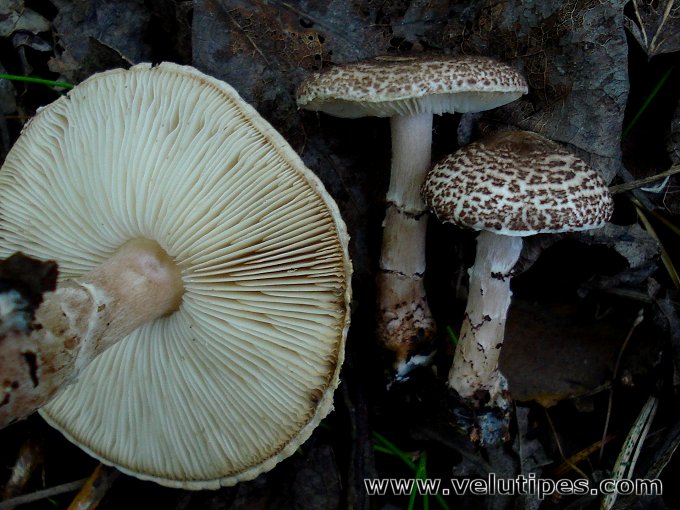 Lepiota felina