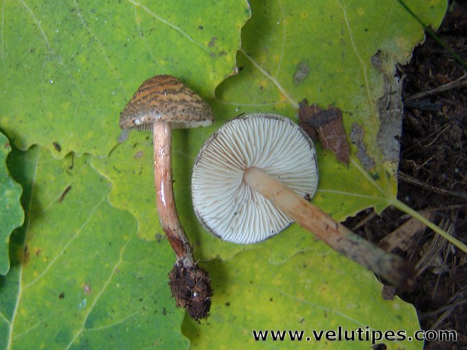 Lepiota grangei