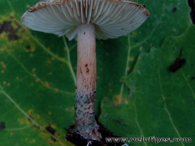 Lepiota grangei