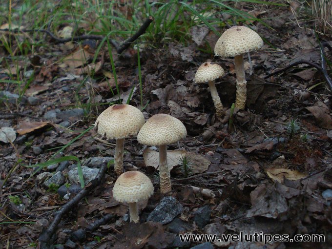 Lepiota magnispora
