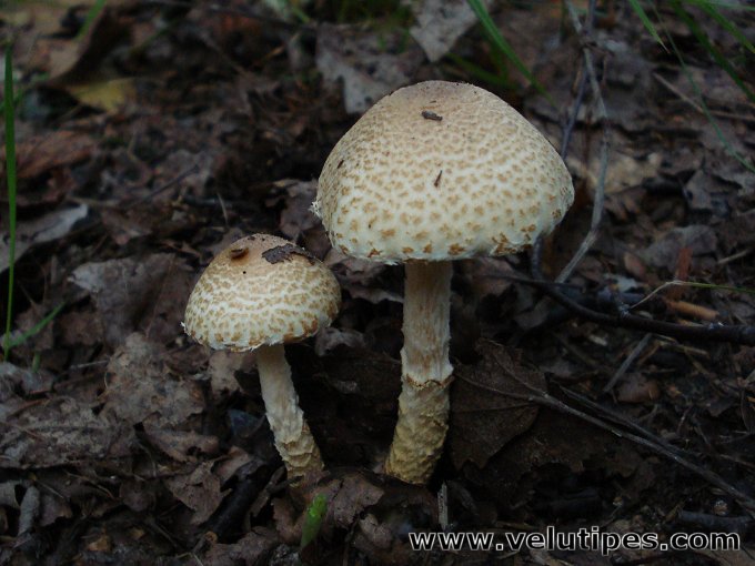 Lepiota magnispora
