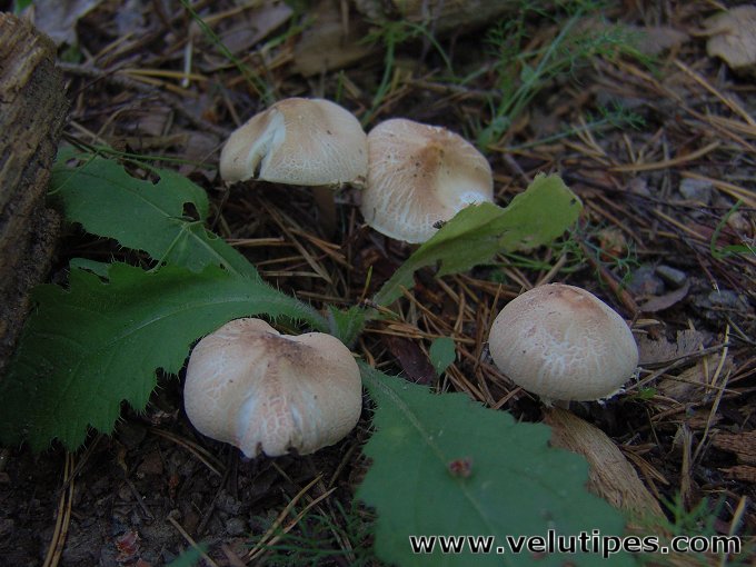 Lepiota oreadiformis