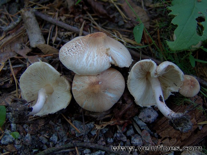 Lepiota oreadiformis
