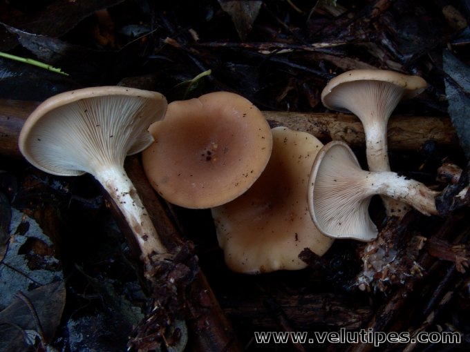  Lepista flaccida 